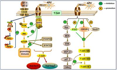 PD-1/PD-L1 Axis as a Potential Therapeutic Target for Multiple Sclerosis: A T Cell Perspective